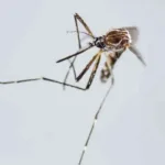 Brote de chikunguña en Paraguay: 217 muertes y descenso en los contagios