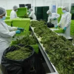 Colombia se encamina a la despenalización del uso del cannabis recreativo