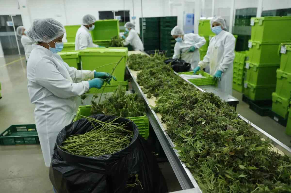 Colombia se encamina a la despenalización del uso del cannabis recreativo