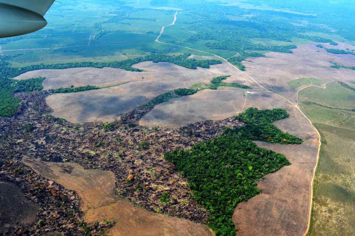 El Reino Unido anuncia 16 millones de dólares para combatir la deforestación en Colombia