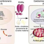 El ácido graso de la leche materna es esencial para activar el corazón del neonato