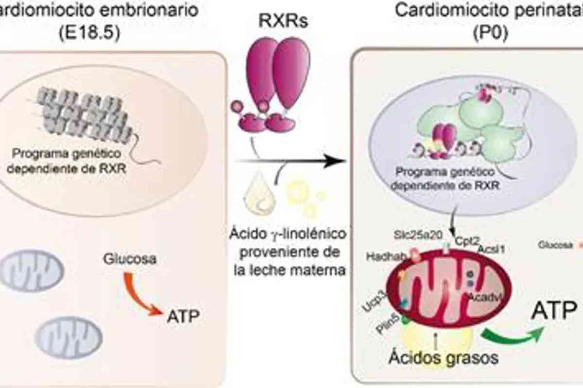 El ácido graso de la leche materna es esencial para activar el corazón del neonato