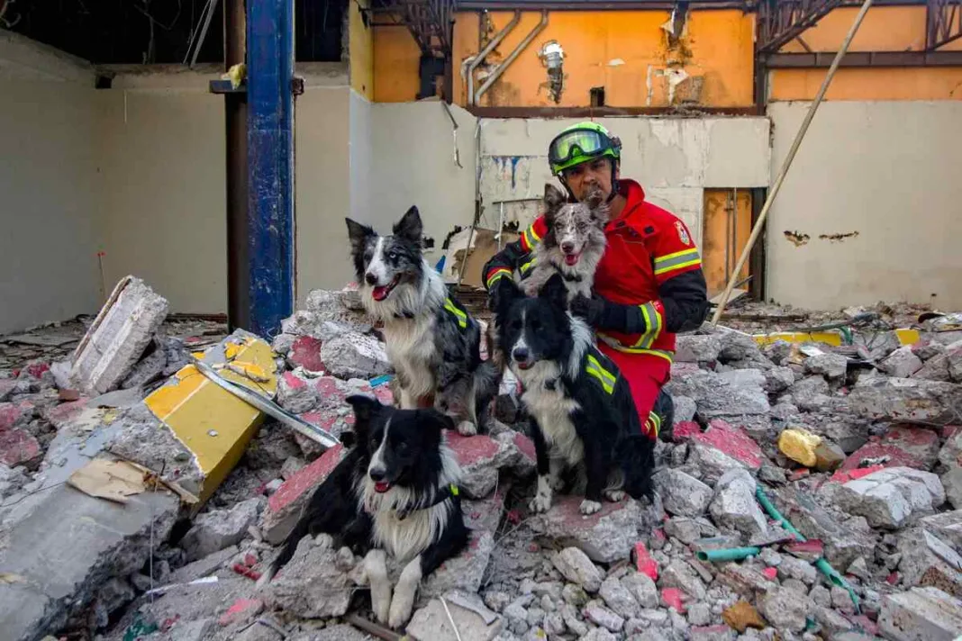 Entrenamiento de perros de rescate cobra popularidad en México debido a terremotos