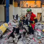 Entrenamiento de perros de rescate cobra popularidad en México debido a terremotos