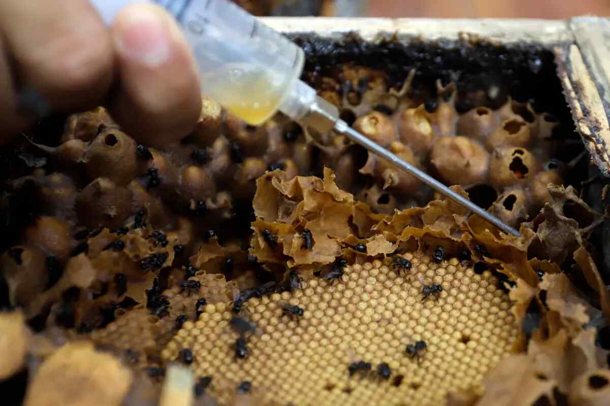 La abeja melipona produce una miel única y llena de propiedades en el centro de México