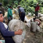 La producción de café en Colombia cae un 25% en abril debido a las lluvias y la menor fertilización