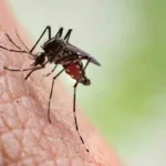 Los mosquitos son una verdadera pesadilla