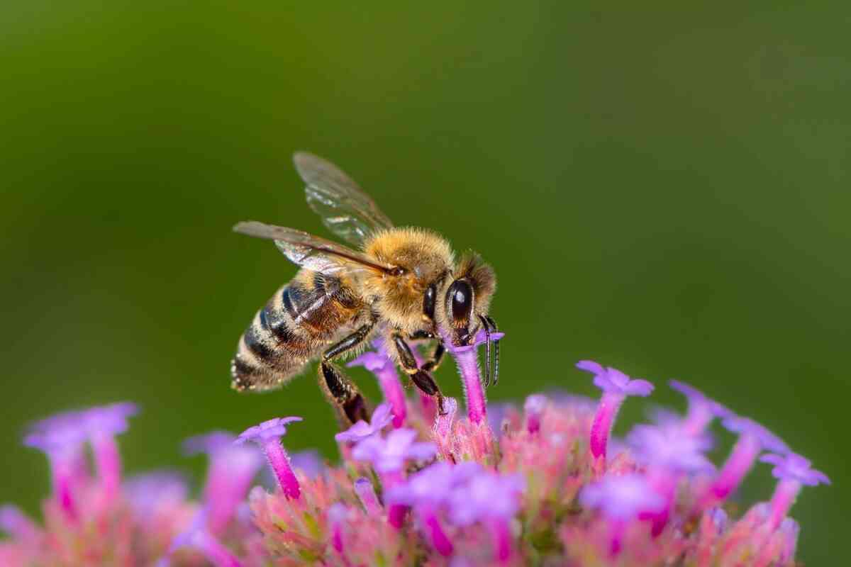 ¿Por qué la muerte de las abejas es una amenaza para el medio ambiente?