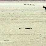 SEO - BirdLife urge a los organismos mundiales a actuar para salvar Doñana de la extinción