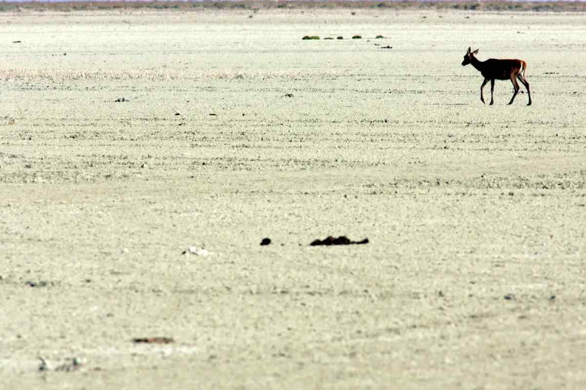 SEO - BirdLife urge a los organismos mundiales a actuar para salvar Doñana de la extinción