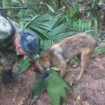 Ulises, el perro que encontró pistas de los niños perdidos en el Guaviare--wilson