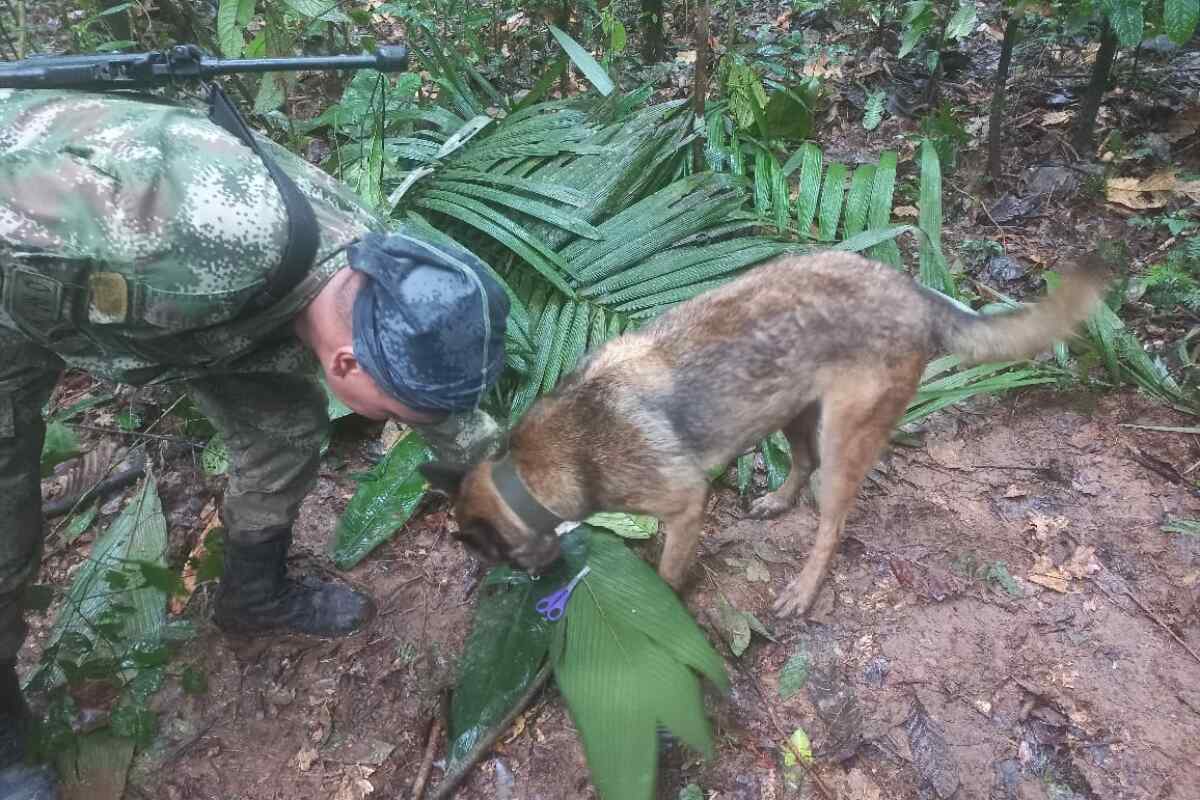 Ulises, el perro que encontró pistas de los niños perdidos en el Guaviare