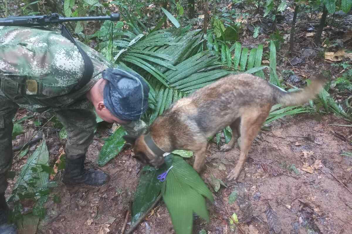 Ulises, el perro que encontró pistas de los niños perdidos en el Guaviare--wilson