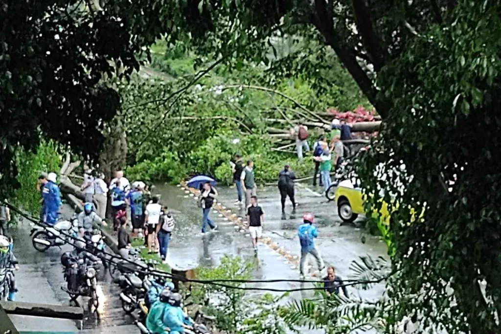 Enorme árbol cae en avenida Guayabal tras histórica granizada y aguacero en Medellín