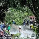 Enorme árbol cae en avenida Guayabal tras histórica granizada y aguacero en Medellín