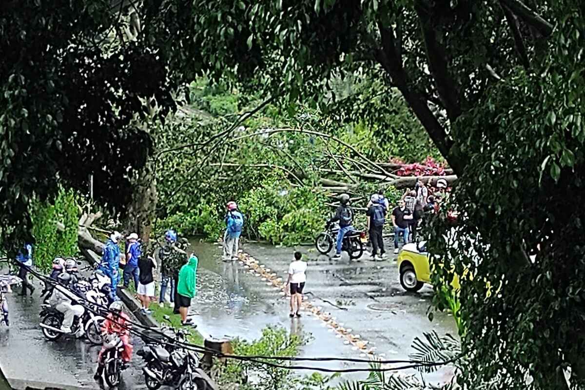 Enorme árbol cae en avenida Guayabal tras histórica granizada y aguacero en Medellín