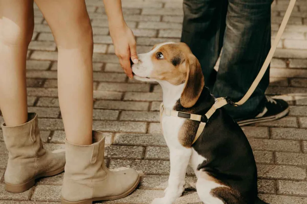  Aprende cómo entrenar a tu perro para pasear sin jalar la correa