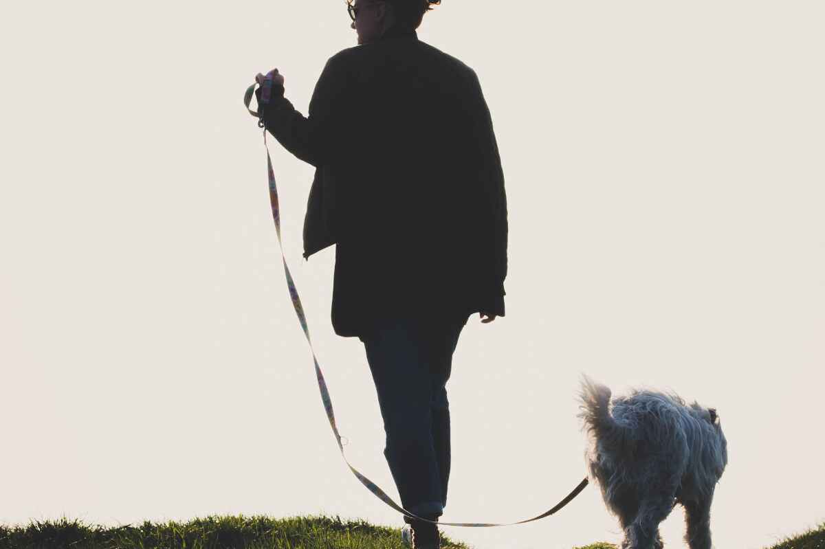 Aprende cómo entrenar a tu perro para pasear sin jalar la correa