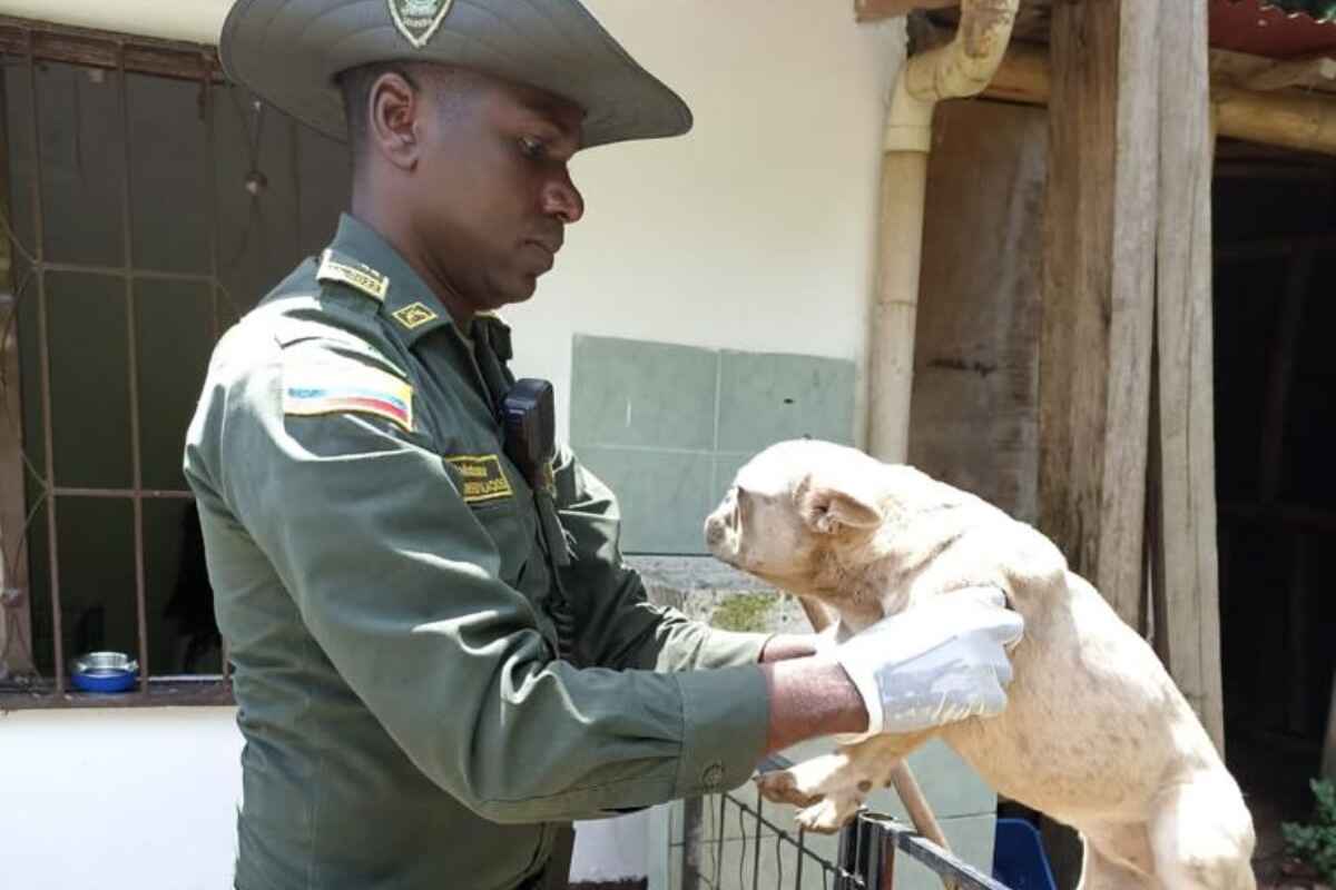 Denuncian criadero ilegal de bulldogs franceses en Sabaneta: 16 perros fueron rescatados