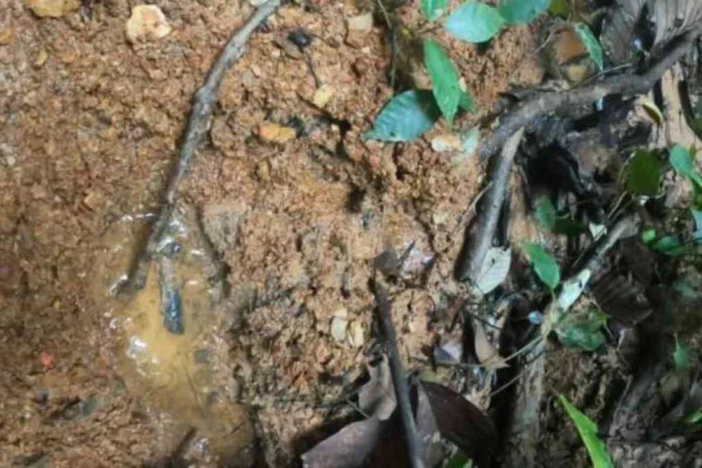 El perro del Ejército que se extravió en la selva y se presume que está con los niños perdidos en el Guaviare--La angustiosa búsqueda de los niños que sobrevivieron al accidente de avioneta en la selva del Caquetá