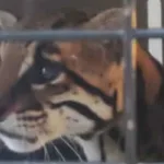 Sacrifican a un ocelote ciego que cazaba gallinas en una vereda de Antioquia