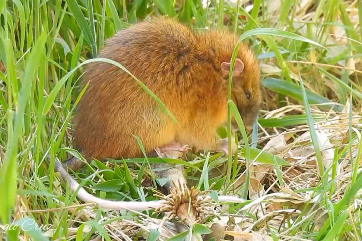 Encuentro sorprendente: toro de los chusques reaparece en una reserva del Quindío tras décadas de creerse extinto