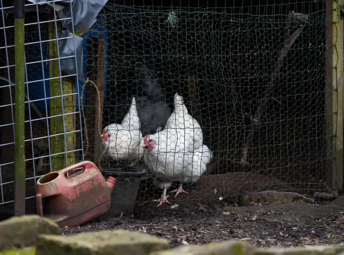 Brasil detecta el primer caso de gripe aviar del país en un ave de corral