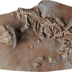 Describen una nueva especie de reptil fósil de Mallorca de más de 270 millones de años