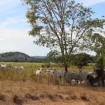 Devastadora deforestación en el Amazonas por la demanda de carne de res