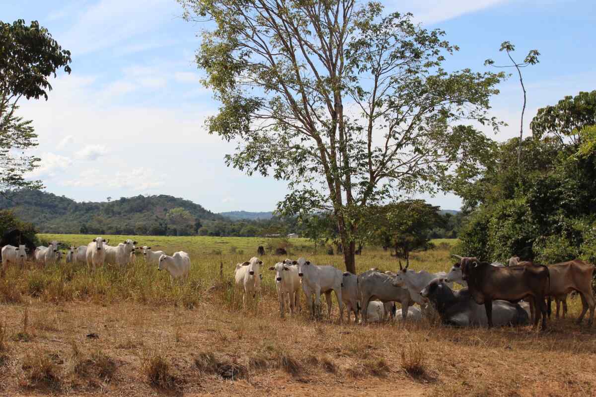 Devastadora deforestación en el Amazonas por la demanda de carne de res