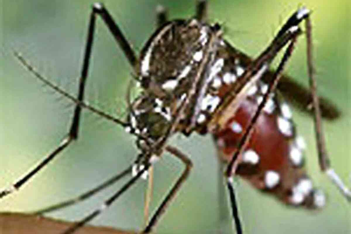 ECDC advierte mayor riesgo de enfermedades transmitidas por mosquito por cambio climático
