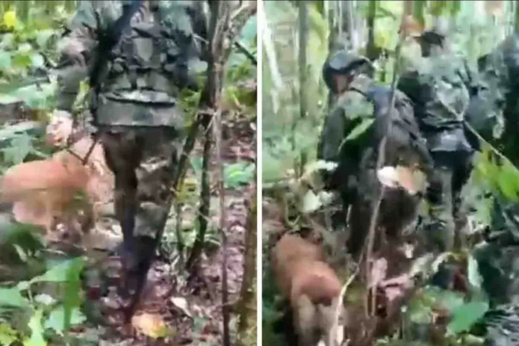 - Cuatro niños indígenas nukak makú fueron rescatados tras un mes de extravío en la selva del Guaviare- tras accidente de avioneta