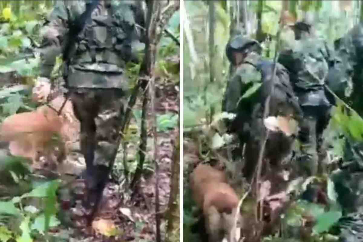 La búsqueda incansable del soldado que no se rinde por encontrar a Wilson, el perro héroe - Cuatro niños indígenas nukak makú fueron rescatados tras un mes de extravío en la selva del Guaviare- tras accidente de avioneta