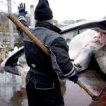 Islandia suspende de forma temporal la caza de ballenas por un informe crítico