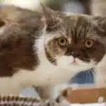 La nariz de los gatos puede funcionar como un equipo de análisis químico