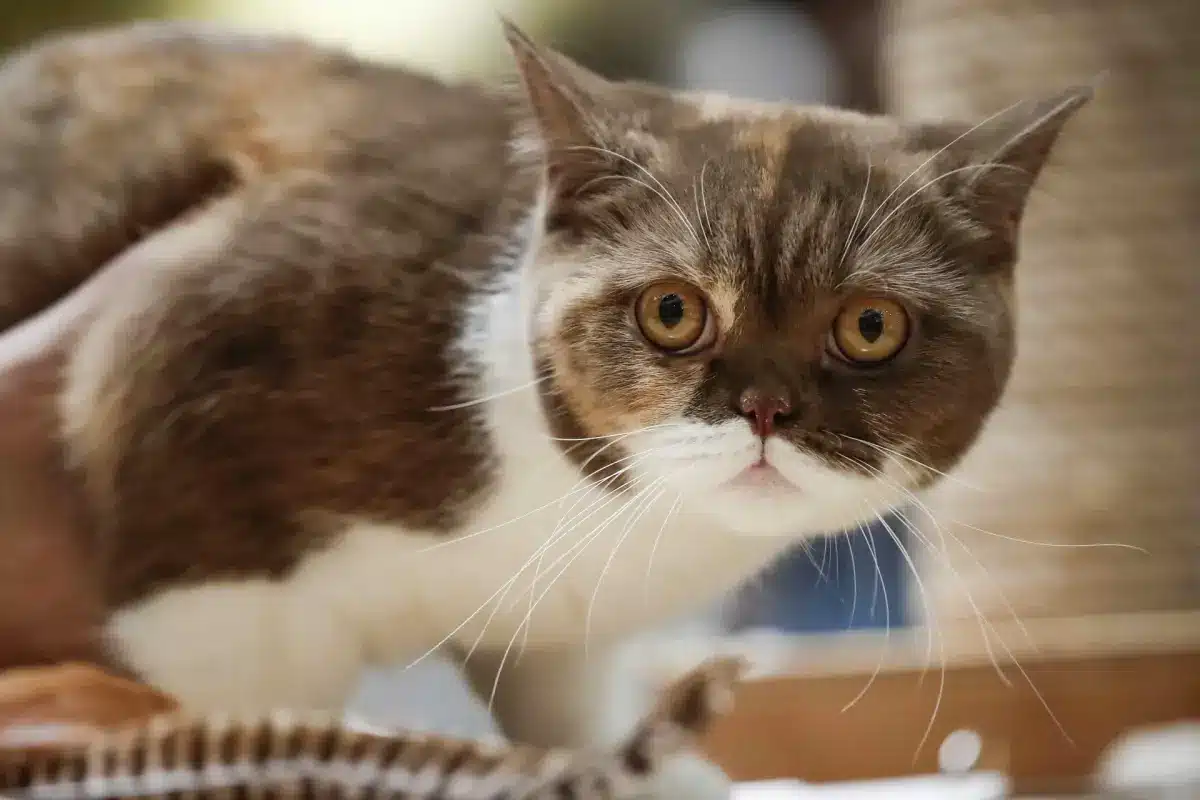 Gato atropellado enciende movimiento: Petición busca proteger a felinos en carreteras del Reino Unido