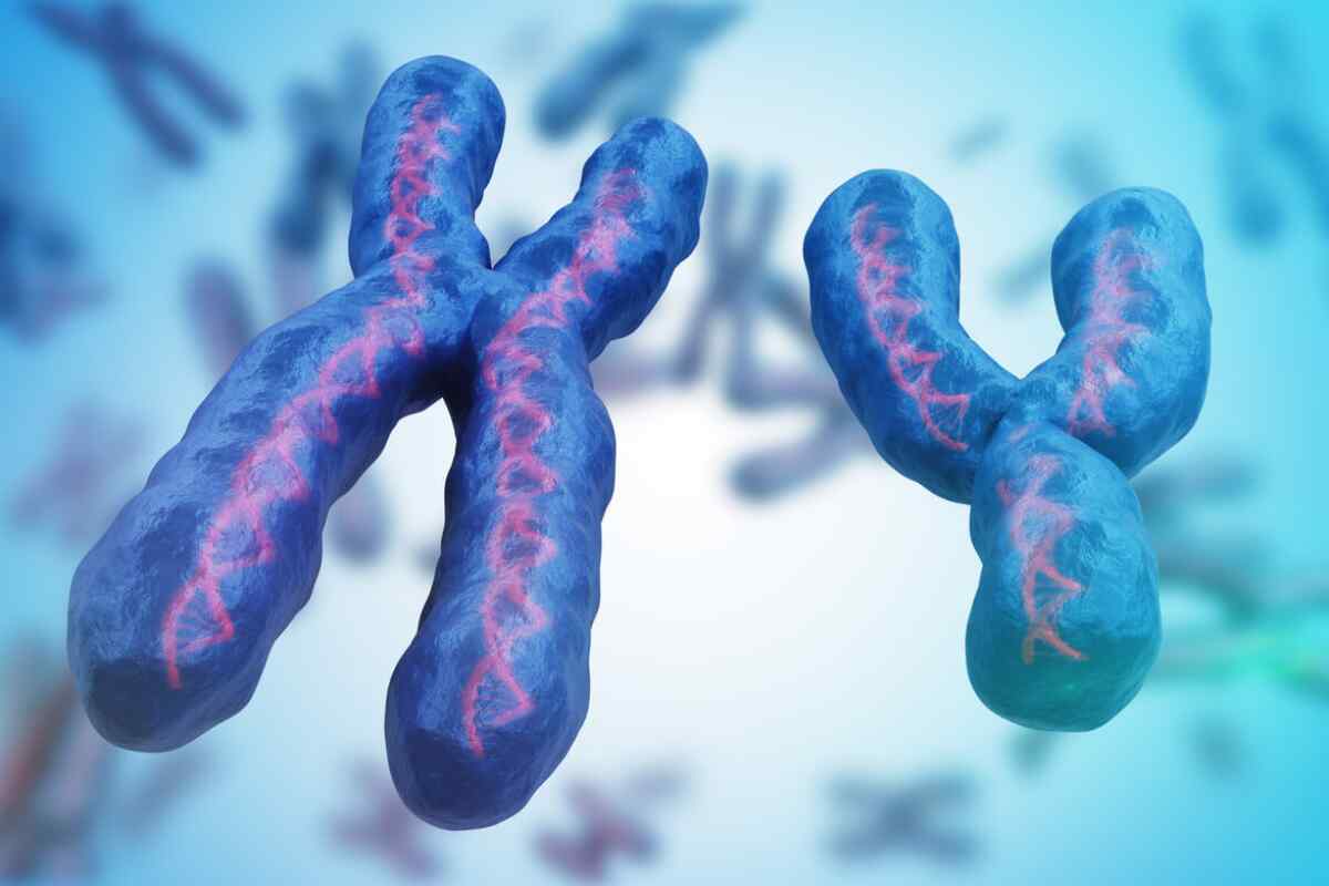 La pérdida del cromosoma Y en los hombres, con la edad, favorece el crecimiento del cáncer