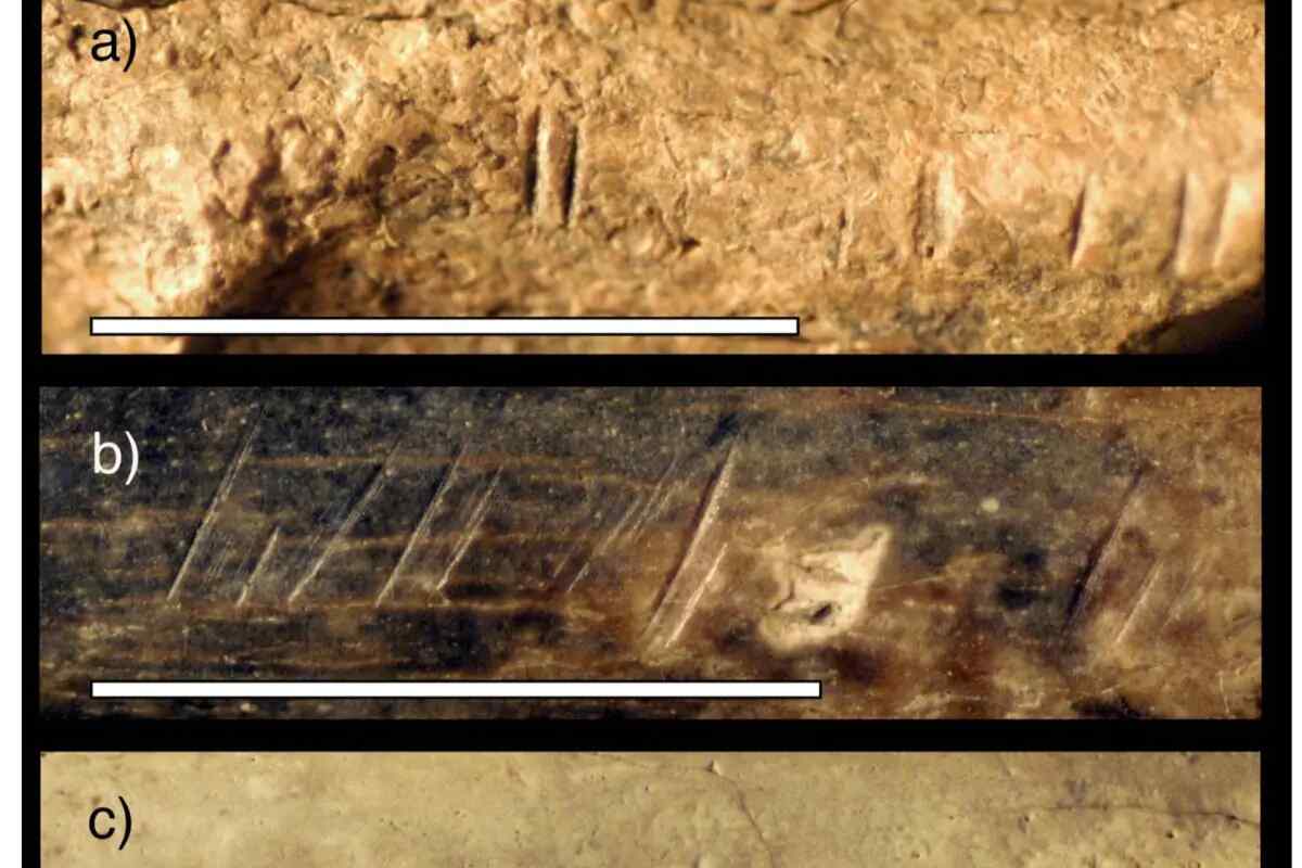 Los parientes evolutivos humanos se masacraban unos a otros hace 1,45 millones de años