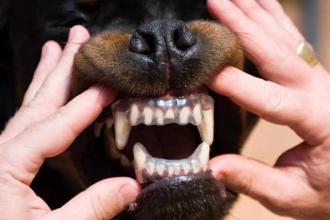 Los perros muerden más en días muy calurosos y con niveles de contaminación elevados