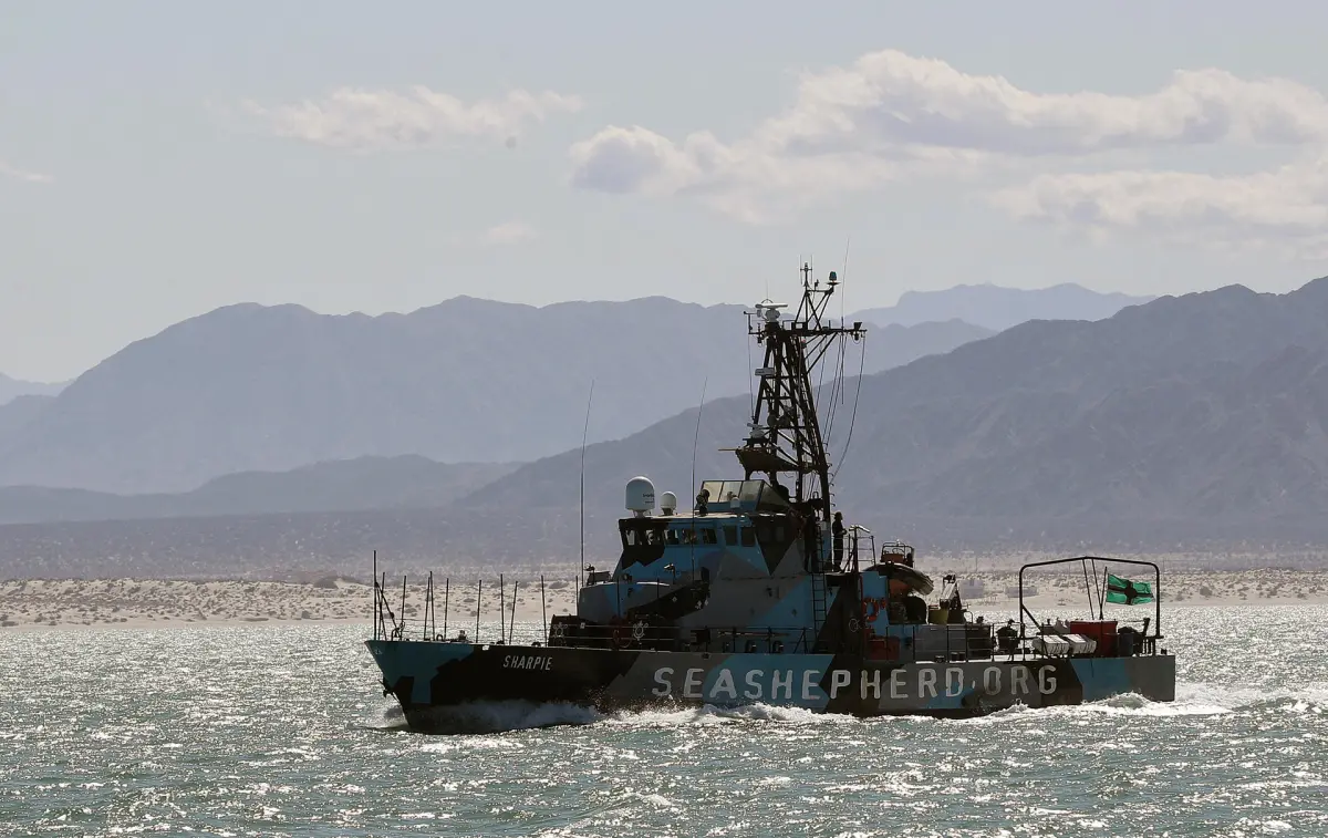 México anuncia cambios regulatorios para reforzar protección de la vaquita marina y la totoaba