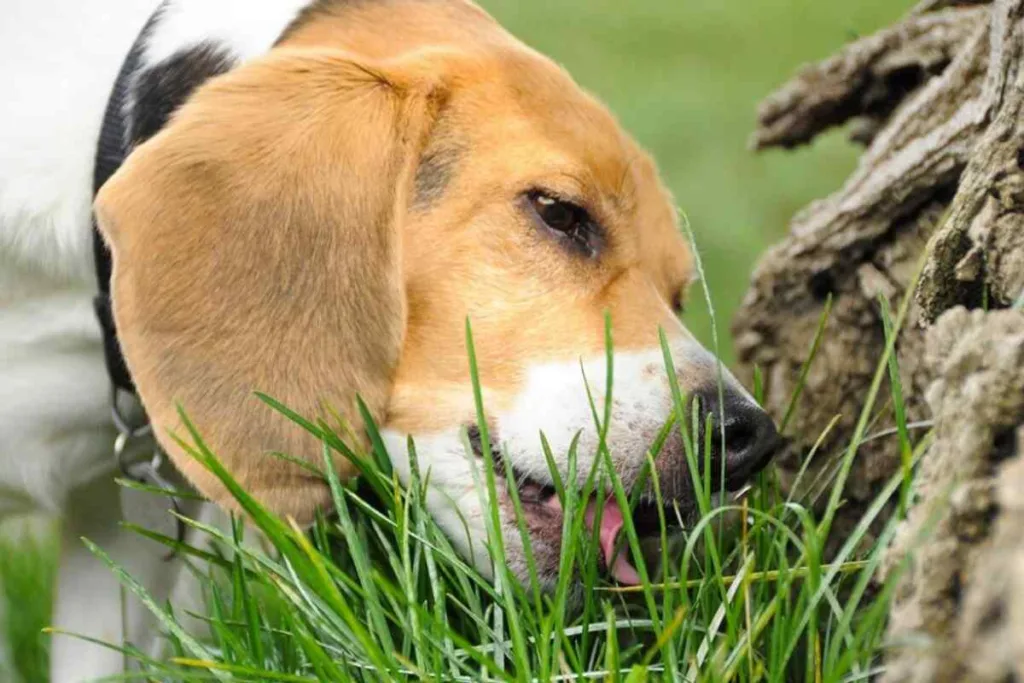 Por qué los perros comen hierba - Descubriendo las razones detrás de este comportamiento curioso