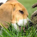 Por qué los perros comen hierba - Descubriendo las razones detrás de este comportamiento curioso