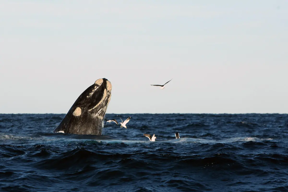 Puerto Madryn, la ciudad de la Patagonia que convive con las ballenas