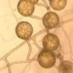 Un estudio calcula que los hongos capturan un tercio de las emisiones globales de CO2