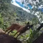Wilson, el perro desaparecido en la selva, podría haber sido visto en el Huila