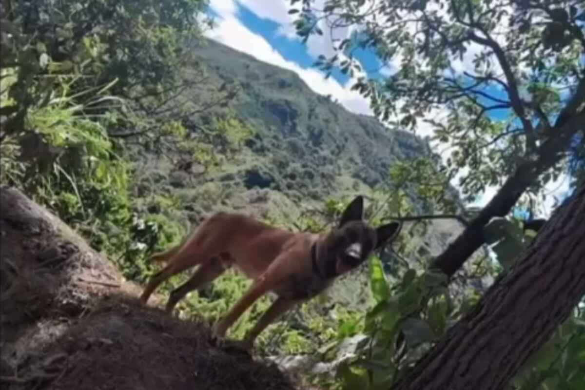 Wilson, el perro desaparecido en la selva, podría haber sido visto en el Huila