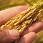 Arroz colombiano llega a Ecuador para garantizar la soberanía alimentaria