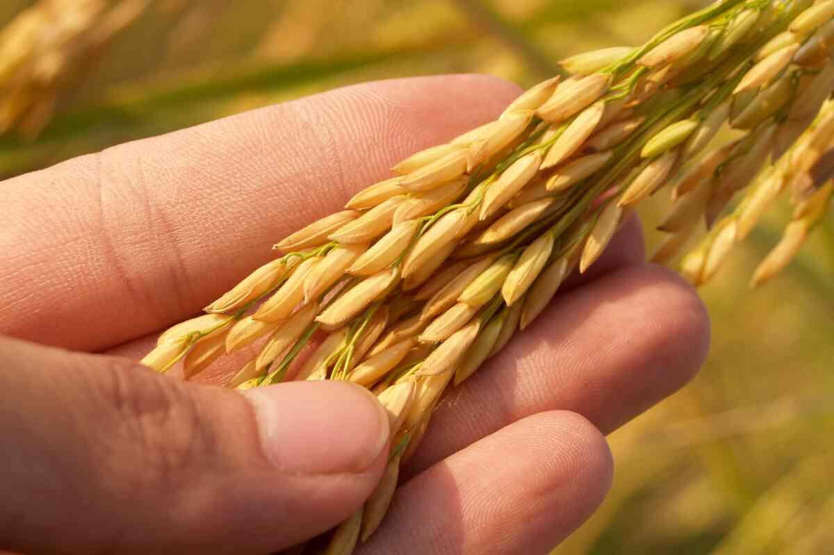 Arroz colombiano llega a Ecuador para garantizar la soberanía alimentaria