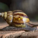 caracoles en broward-El caracol africano gigante, una especie invasora que preocupa a Florida y obliga a cuarentena
