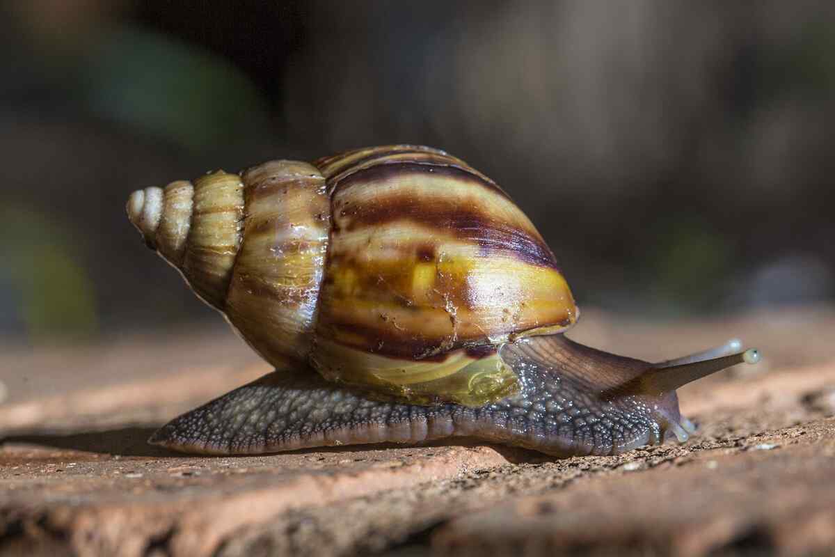 caracoles en broward-El caracol africano gigante, una especie invasora que preocupa a Florida y obliga a cuarentena